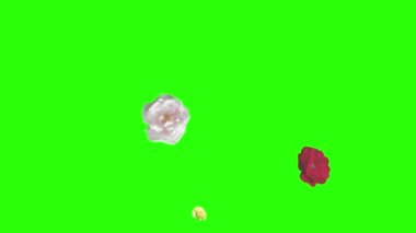 Renkli güller çiçek elementleri animasyon rengi anahtar, grafik kaynağı