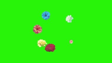 Renkli güller çiçek elementleri animasyon rengi anahtar, grafik kaynağı