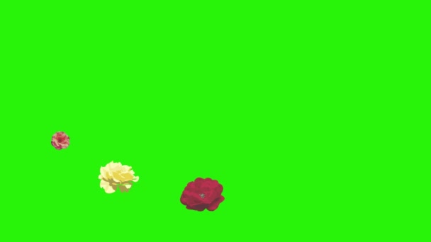 Fleurs roses colorées éléments animation chroma clé, source graphique