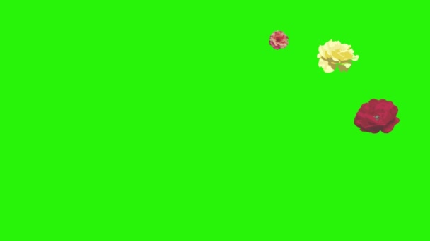 Fleurs roses colorées éléments animation chroma clé, source graphique