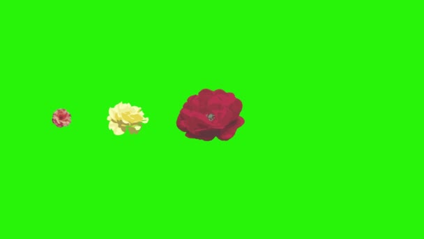 Fleurs Roses Colorées Éléments Animation Chroma Clé Source Graphique — Video