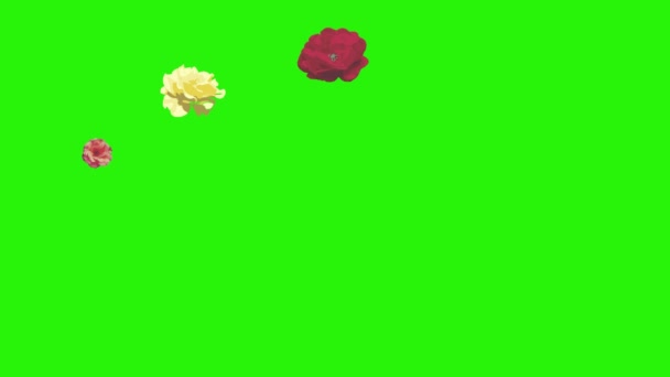 Fleurs roses colorées éléments animation chroma clé, source graphique