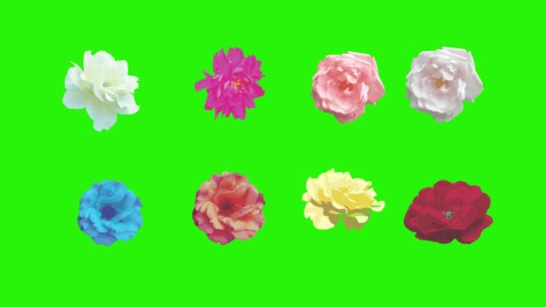 Πολύχρωμα Τριαντάφυλλα Λουλούδια Στοιχεία Animation Chroma Κλειδί Γραφική Πηγή — Αρχείο Βίντεο
