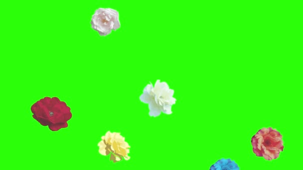 Coloridas Rosas Flores Elementos Animación Croma Key Fuente Gráfica — Vídeos de Stock