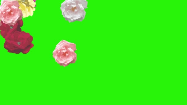 Színes rózsa virágok elemek animáció chroma kulcs, grafikus forrás