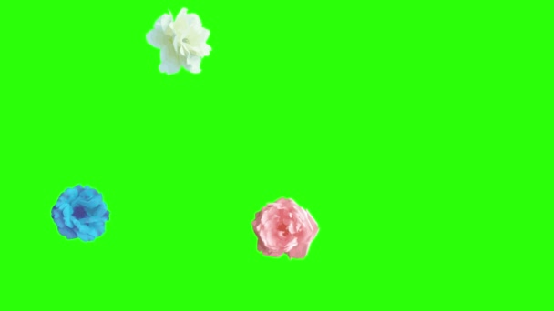 Kolorowe Róże Elementy Kwiatów Animacja Chroma Klucz Źródło Graficzne — Wideo stockowe