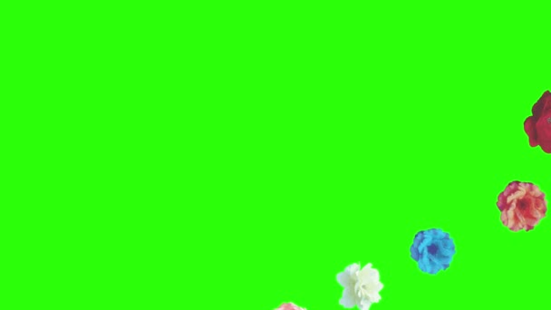 Colorful Roses Flowers Elements Animation Chroma Key Graphic Source — Stock Video © jhnbnk #470312062 Colorful Roses Flowers Elements Animation Chroma Key Graphic Source — Stock Video © jhnbnk #470312062