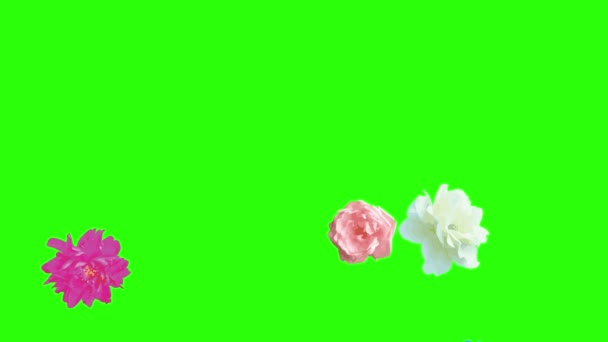 Colorate Rose Fiori Elementi Animazione Croma Chiave Fonte Grafica — Video Stock