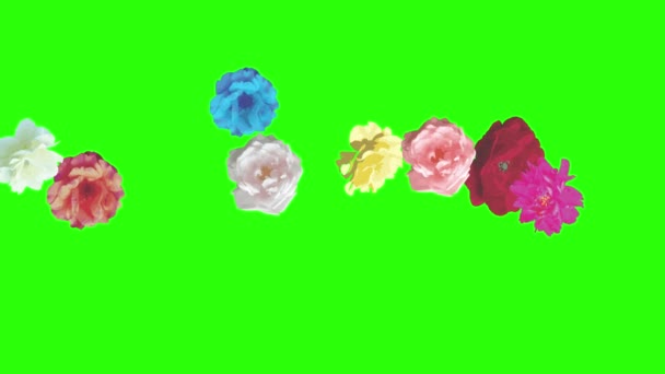 Bunte Rosen Blumen Elemente Animation Chroma Taste Grafische Quelle — Stockvideo