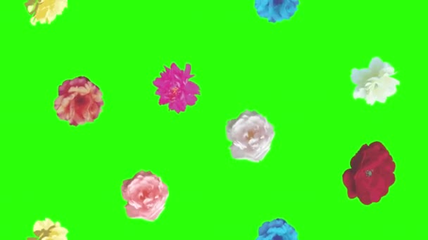 カラフルなバラの花の要素アニメーションクロマキー グラフィックソース — ストック動画