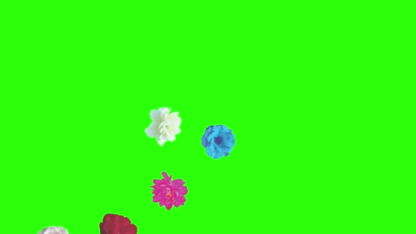 Színes rózsa virágok elemek animáció chroma kulcs, grafikus forrás