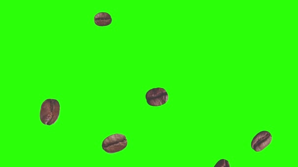 Café réaliste grains animation élément graphique sur écran vert chroma clé