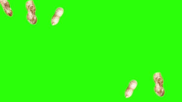 Анимационная Группа Арахиса Зеленом Экране Хрома Ключа Графические Исходные Элементы — стоковое видео