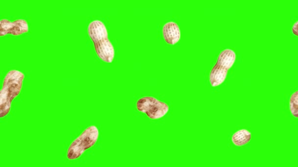 Jordnötter Animation Grupp Grön Skärm Kromnyckel Grafiska Källelement — Stockvideo
