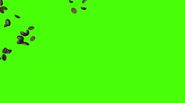 Kahve çekirdekleri düşen 3d animasyon, yeşil ekran krom anahtar