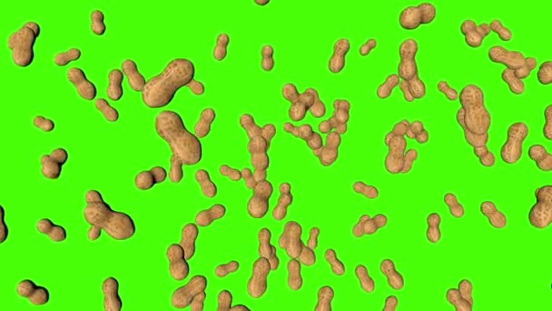 Peanuts Fallen Animation Auf Grünem Bildschirm Chroma Taste Hintergrund — Stockvideo