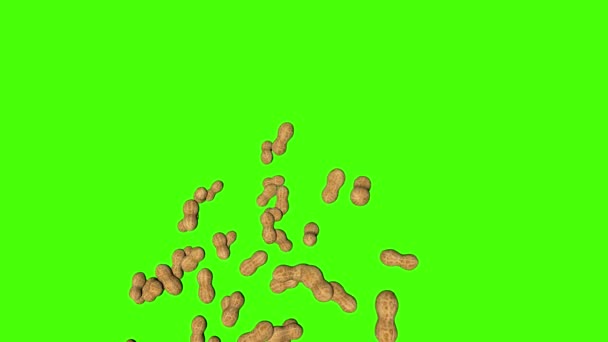 Jordnötter Faller Animation Grön Skärm Kroma Nyckel Bakgrund — Stockvideo