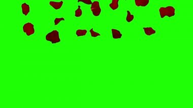 gül yaprakları düşüyor