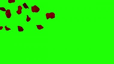 gül yaprakları düşüyor