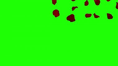 gül yaprakları düşüyor