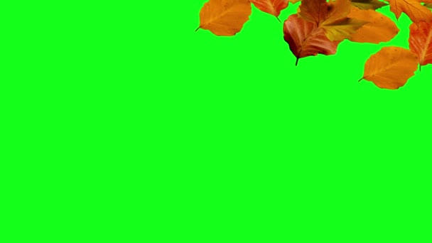 秋天的树叶飘落绿屏 — 图库视频影像