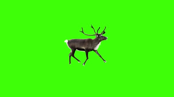 Rendern Walking Loop Green Screen Animation — Stockvideo