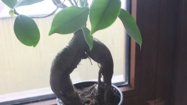 Ginseng bonsai em vaso — Vídeo de Stock