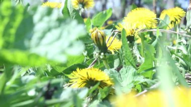 Sarı çiçekler bahar karahindiba officinalis