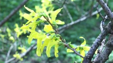 Tabiat Parkı içinde sarı çiçek