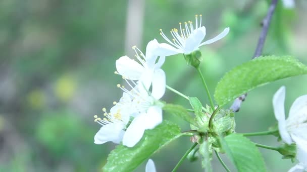 Zomer boom witte bloem — Stockvideo