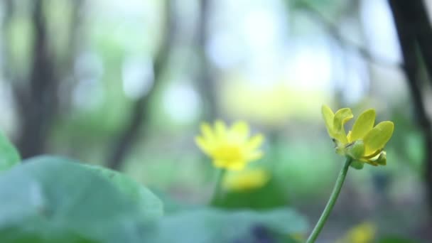 Gele bloem in het natuurpark — Stockvideo