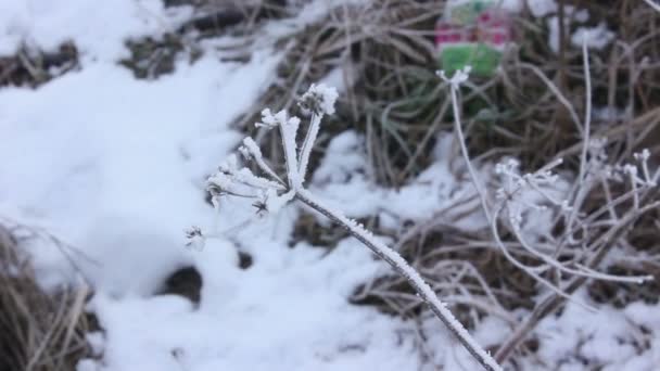 Pflanzen-Winterzeit — Stockvideo