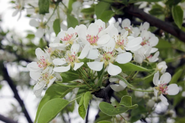 Bahar beyaz çiçekler