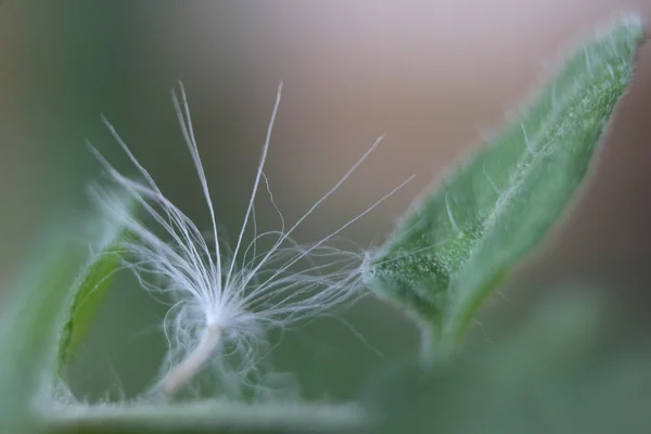 Karahindiba yaprak üzerinde Kapat
