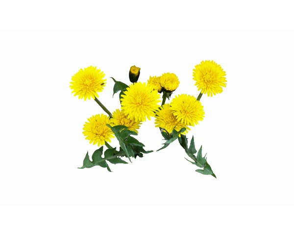 Κίτρινα λουλούδια άνοιξη διακόσμησης με λευκό φόντο — Φωτογραφία Αρχείου