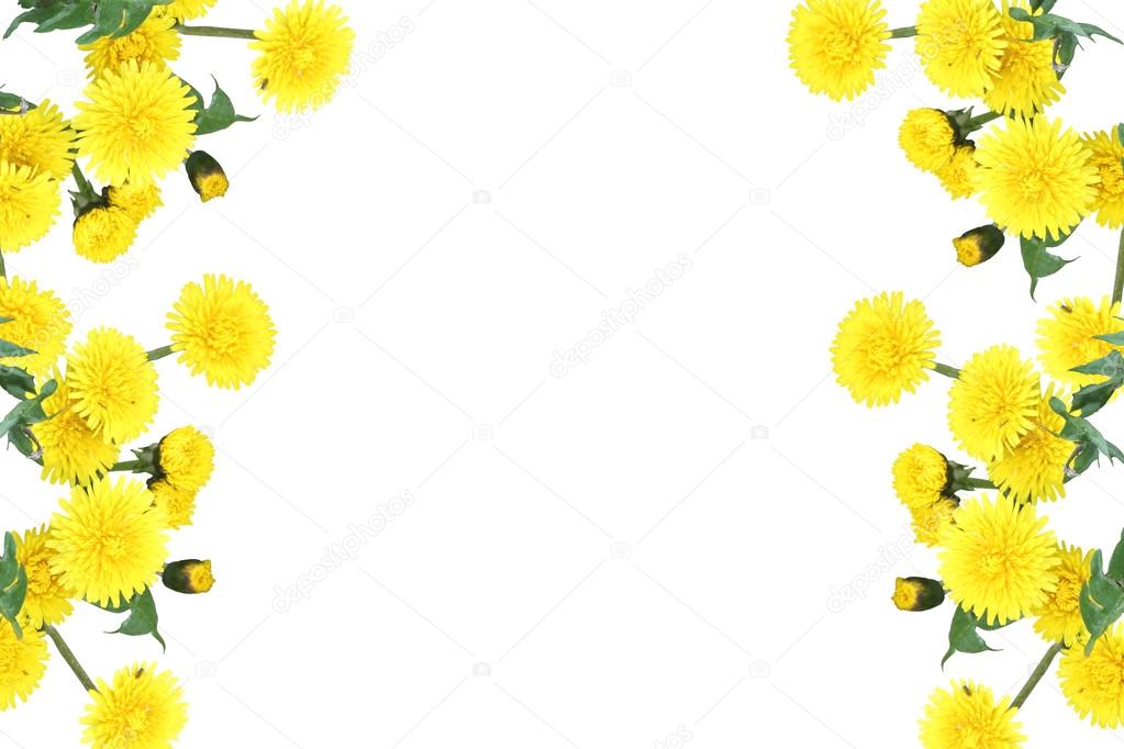 Yellow flowers of spring decoration with white background