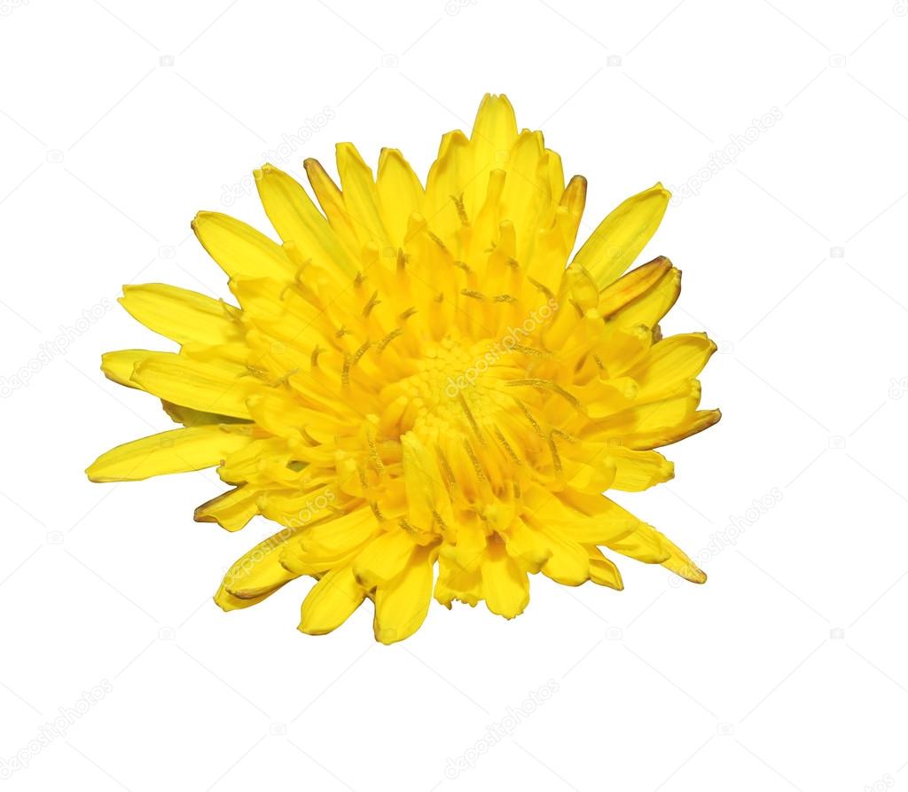 Yellow flowers of spring decoration with white background