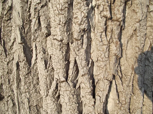 Fa texture vagy a háttér — Stock Fotó