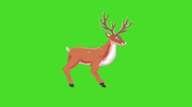 Yeşil ekranda yürüyen ren geyiği döngüsü, Noel tatili teması için 2D animasyon
