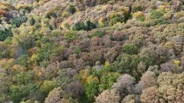 Romanya tepelerindeki renkli sonbahar ormanlarının havadan görünüşü
