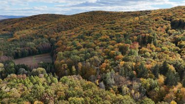 Renkli sonbahar orman ağaçlarının hava manzarası İHA 'lar mevsim elementini vuruyor