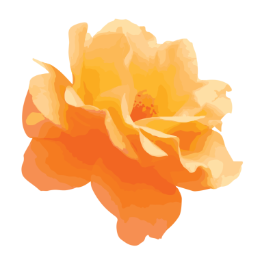 suluboya gül çiçeği şeffaflık arkaplanı