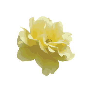 suluboya gül çiçeği şeffaflık arkaplanı