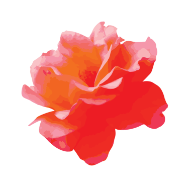 suluboya gül çiçeği şeffaflık arkaplanı