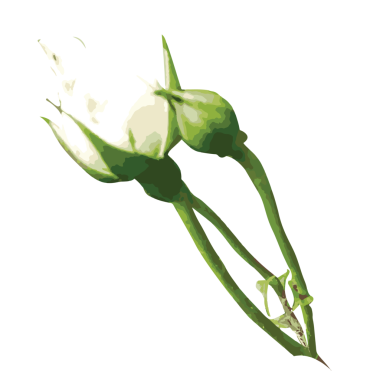 suluboya gül çiçeği şeffaflık arkaplanı