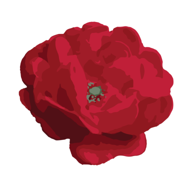 suluboya gül çiçeği şeffaflık arkaplanı