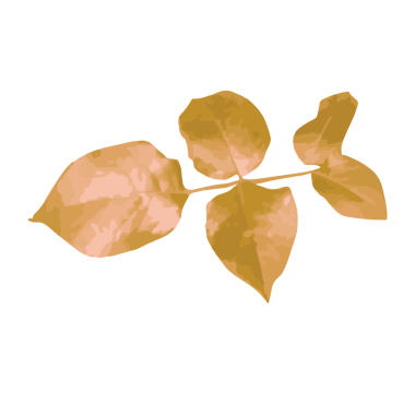 Suluboya gül yaprağı şeffaflık arkaplanı