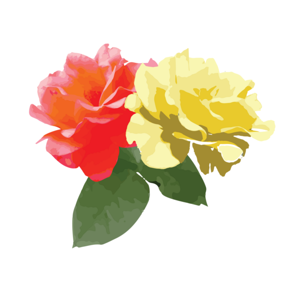 Baskı için suluboya güller çiçek dekoratif element şeffaflık arkaplanı