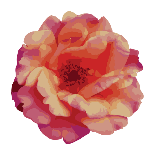 suluboya gül çiçeği şeffaflık arkaplanı