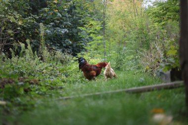 Bahçedeki horoz kırsal alanda yiyecek arıyor.